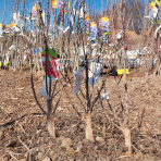 Mini višňa nízkokmenná (Prunus cerasus) ´PIEMONT´ - skorá, výška 60-80 cm, voľnokorenná